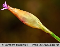 Petrorhagia prolifera (goździcznik wycięty)