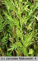 Aster iinumae (aster pierzastolistny)