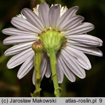 Aster iinumae (aster pierzastolistny)