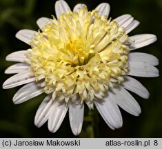 Aster iinumae (aster pierzastolistny)