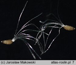 Filago arvensis (nicennica polna)