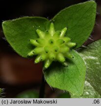 Hepatica nobilis (przylaszczka pospolita)