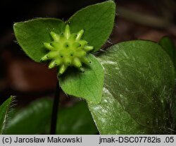 Hepatica nobilis (przylaszczka pospolita)