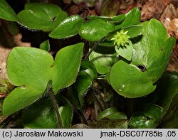 Hepatica nobilis (przylaszczka pospolita)