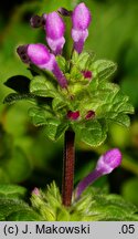 Lamium amplexicaule (jasnota różowa)