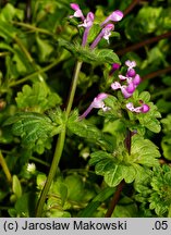 Lamium amplexicaule (jasnota różowa)