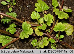 Lamium amplexicaule (jasnota różowa)