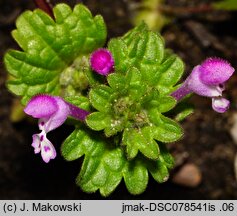 Lamium amplexicaule (jasnota różowa)