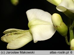 Styphnolobium japonicum (perełkowiec japoński)