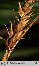 Carex hirta (turzyca owłosiona)