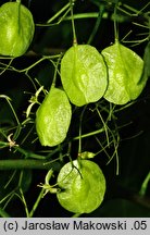 Ptelea trifoliata (parczelina trójlistkowa)