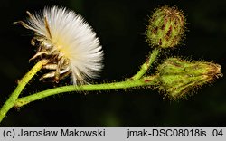 Sonchus arvensis ssp. arvensis (mlecz polny typowy)