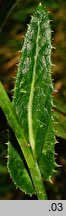 Sonchus arvensis ssp. arvensis (mlecz polny typowy)