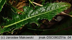 Sonchus arvensis ssp. arvensis (mlecz polny typowy)