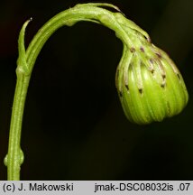 Senecio inaequidens (starzec nierównozębny)