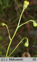 Senecio inaequidens (starzec nierównozębny)