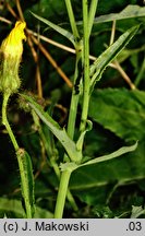 Sonchus arvensis ssp. arvensis (mlecz polny typowy)