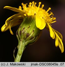 Senecio inaequidens (starzec nierównozębny)