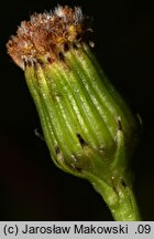 Senecio inaequidens (starzec nierównozębny)