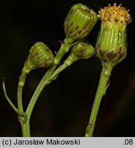 Senecio inaequidens (starzec nierównozębny)