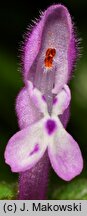 Lamium amplexicaule (jasnota różowa)