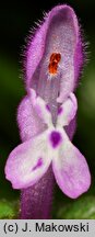 Lamium amplexicaule (jasnota różowa)