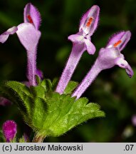 Lamium amplexicaule (jasnota różowa)