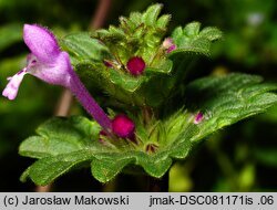 Lamium amplexicaule (jasnota różowa)