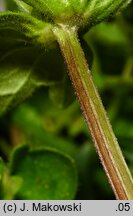 Lamium amplexicaule (jasnota różowa)