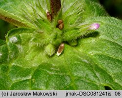 Lamium amplexicaule (jasnota różowa)