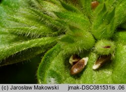 Lamium amplexicaule (jasnota różowa)