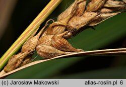 Carex hirta (turzyca owłosiona)