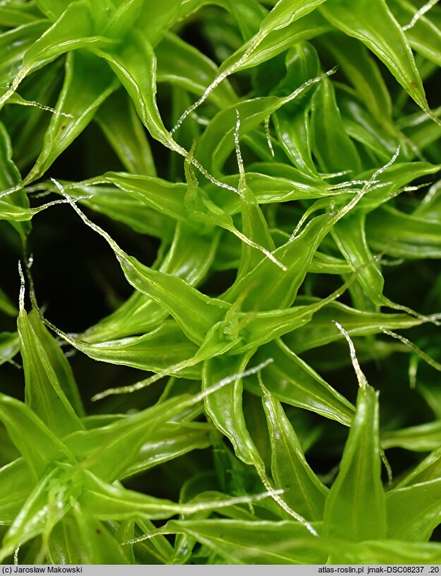 Syntrichia ruraliformis (pędzliczek piaskowy)