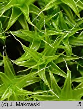 Syntrichia ruraliformis (pędzliczek piaskowy)