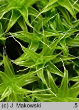 Syntrichia ruraliformis (pędzliczek piaskowy)