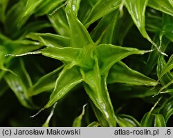 Syntrichia ruraliformis (pędzliczek piaskowy)