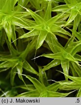 Syntrichia ruraliformis (pędzliczek piaskowy)