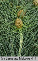 Asphodeline lutea (złotnica żółta)