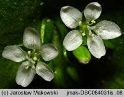 Claytonia perfoliata (klejtonia przeszyta)