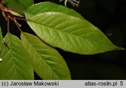 Prunus serrula (wiśnia tybetańska)