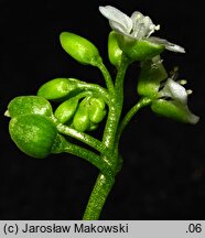 Claytonia perfoliata (klejtonia przeszyta)