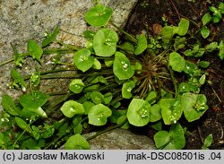 Claytonia perfoliata (klejtonia przeszyta)