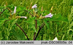 Datura tatula (bieluń dziędzierzawa odm. tatula)