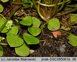 Claytonia perfoliata (klejtonia przeszyta)