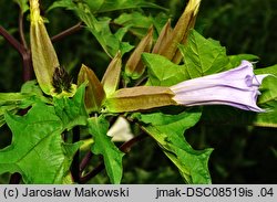 Datura tatula (bieluń dziędzierzawa odm. tatula)