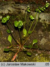 Claytonia perfoliata (klejtonia przeszyta)
