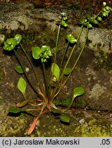 Claytonia perfoliata (klejtonia przeszyta)