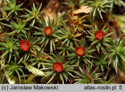 Polytrichum piliferum (płonnik włosisty)