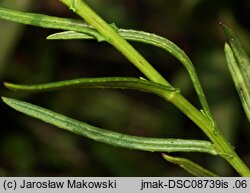 Senecio inaequidens (starzec nierównozębny)