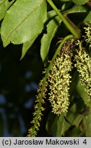 Pterocarya fraxinifolia (skrzydłorzech kaukaski)